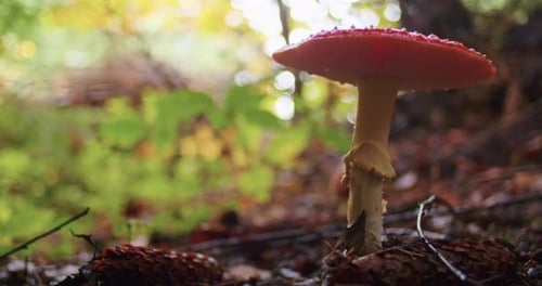 Single Red Fly Agaric Mushroom in a Forest Setting with Blurred Bokeh Background Autumn Woodland and