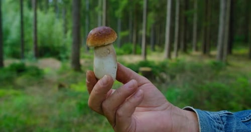 A White Mushroom in the Forest