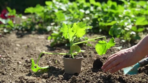 Plantar un pepino. (Cámara lenta - Resolución)