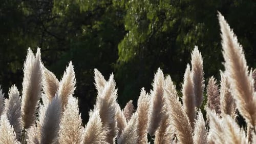 Pampas Grass Swaying Gently in the Wind