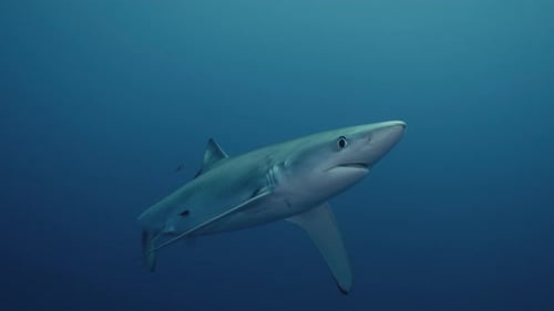 Large Blue Shark Predator turning towards the underwater camera and swimming through the Atlantic Oc