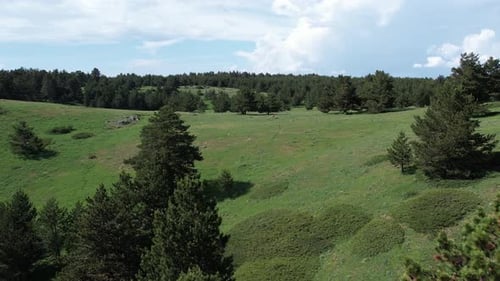 Aerial View Of Green Meadows And Forests 2