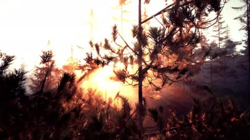 Sunbeams Streaming Through the Pine Trees