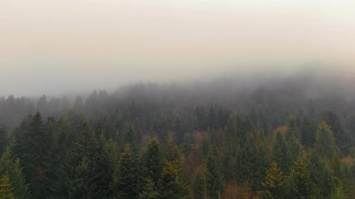 Foggy Pine Forest on a Cloudy Morning Expansive Pine Forest Shrouded in Thick Fog Creating a