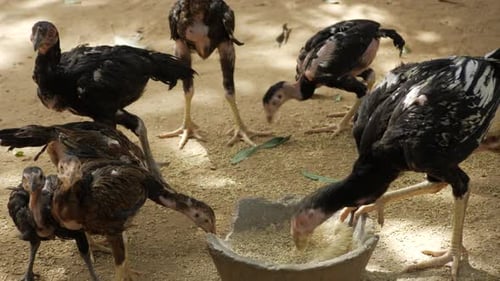 Flocking together for a feast A day in the life of a chicken farm