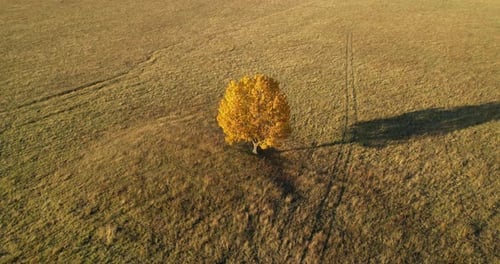 A Lonely Tree in a Meadow in Autumn