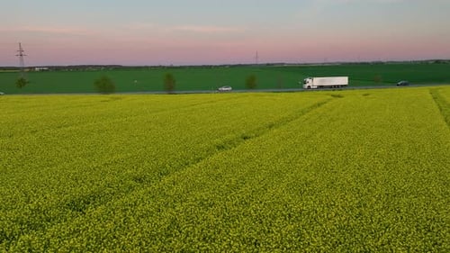 Aerial view of rapeseed field with a truck on the road at sunset.