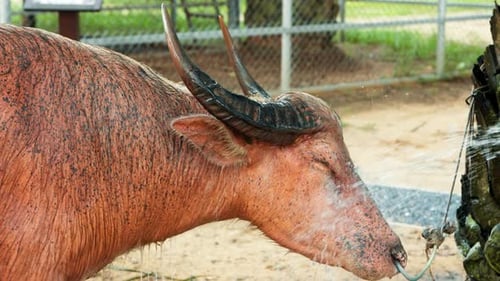 Water buffalo's face close-up enjoying a refreshing shower at a farm