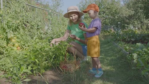 Three Year Old Boy And His Mother Picking Peppers In The Vegetable Garden 1