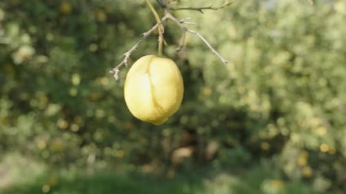 In a citrus orchard, lemons on a branch illuminated by bright sunlight. Slow-motion close-up.