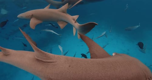 Close Up View of Nurse Shark with Tropical Fishes Underwater in Blue Ocean