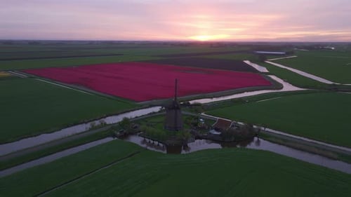 Aerial view of tulip fields and windmill in Zuidschermer, Netherlands.