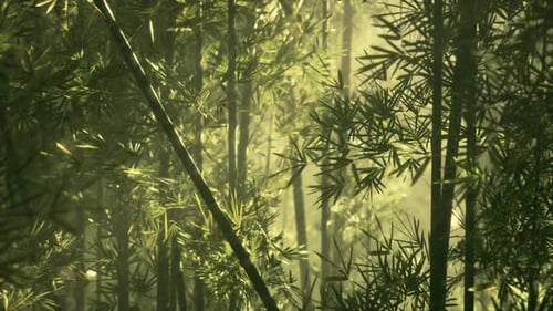 Golden Sunlight Shines Through Lush Bamboo Forest Background