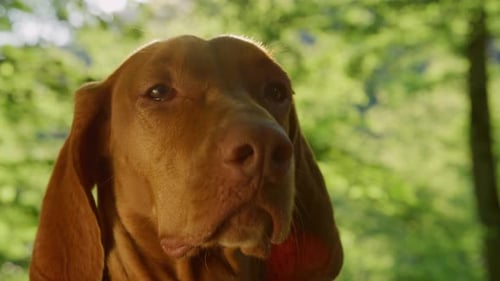 Dog Enjoying the Forest