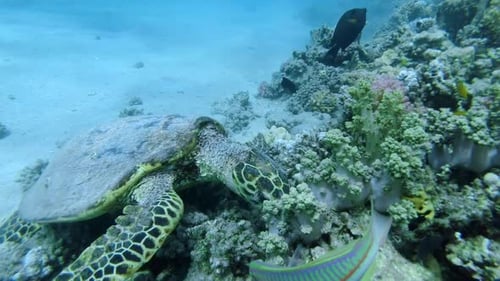 Sea Turtle sitting on reef and eating coral, Slow motion, Close up