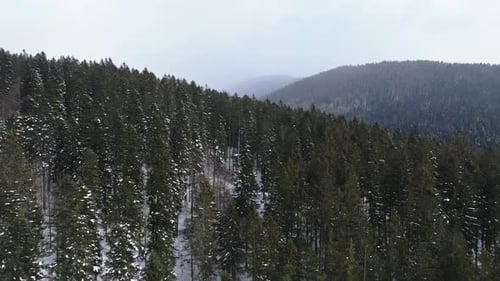 Snow-covered pine trees stretch across a mountainous landscape in winter