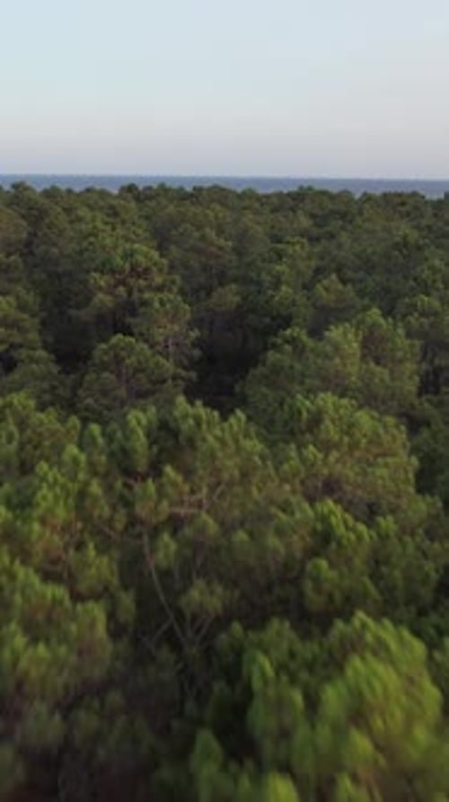 Vertical Video of forest in the mountains