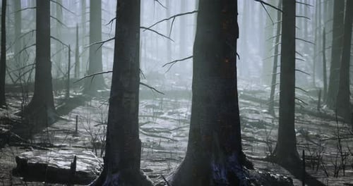Mysterious Forest with Fog Among Tall Dark Trees in Early Morning Light