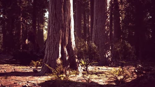 Sequoia Redwood Trees in the Sequoia National Park Forest