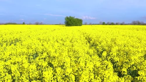 Yellow rapeseed flowers on the field with trees. Aerial view of agricultural field.