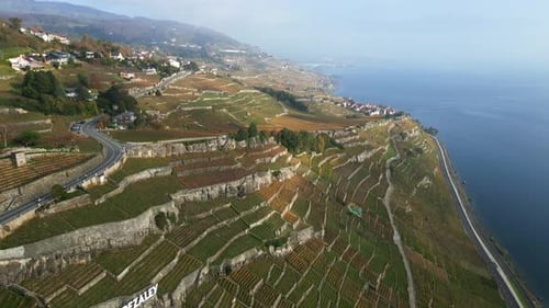Picturesque Vineyards Terraces by Lake Aerial