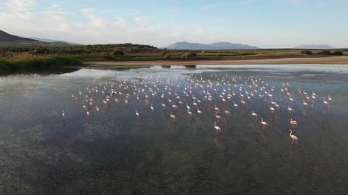 De grands flamants roses marchant dans la lagune de Fuente de Piedra en Andalousie, Espagne