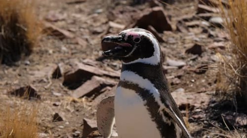Magellanic penguin (Spheniscus magellanicus) walks on the shore of the Atlantic Ocean