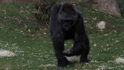 Magnificent Gorilla Eating in Lush Green Habitat