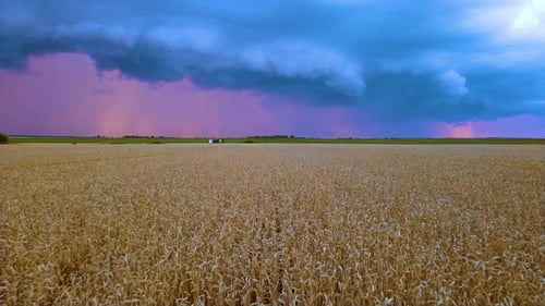 Goldenes reifes Weizenfeld mit regnerischem Himmel und dunkelblauen Wolken in der Erntezeit Stürmisches Wetter für