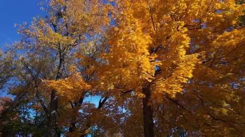 Autumn Foliage At Mount Royal Park In Montreal, Canada. - POV shot