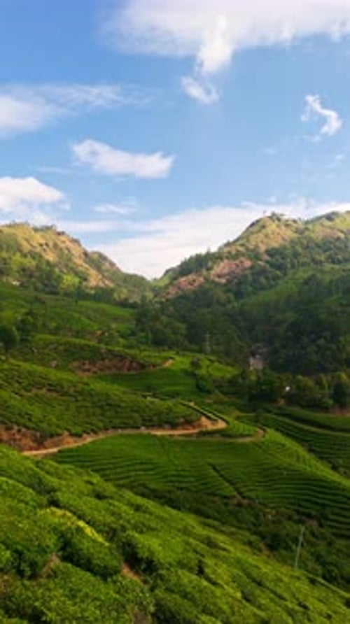 Drone vertical incliné au-dessus de champs de thé verdoyants sous le soleil de Munnar, en Inde