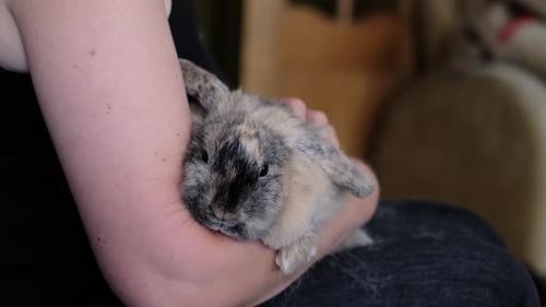 A Woman Holds Her Rabbit Close with the Pet s Face Nestled Comfortably Against Her Arm This Image