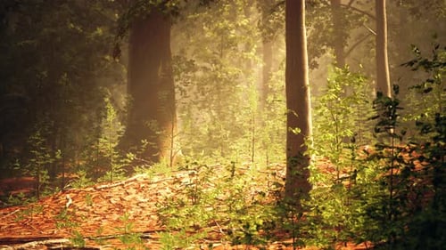 Dense Forest With Abundant Trees and Leaves