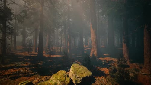 A Dense and Majestic Forest with Towering Trees Reaching for the Sky