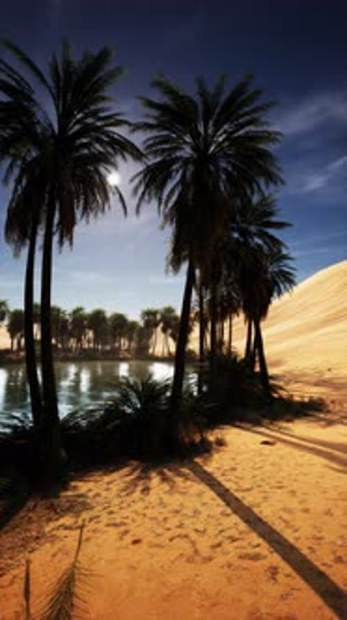 Group of Palm Trees on Sandy Beach