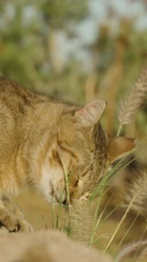 Vidéo verticale. Un chat errant rayé mange de l'herbe sous les rayons du soleil d'été. Ralentissement.