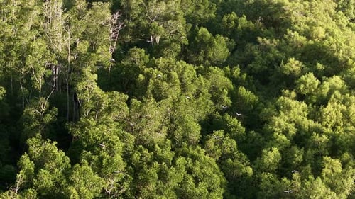 Drone view shows flock of white egrets flying in formation