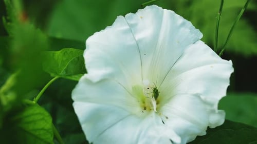 Grillon vert sur une fleur de liseron dans le jardin