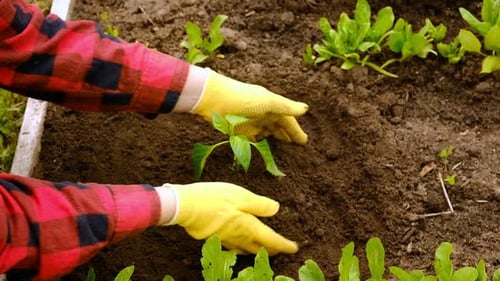 Hand of Gardener Seedling Young Vegetable Plant in the Fertile Soil