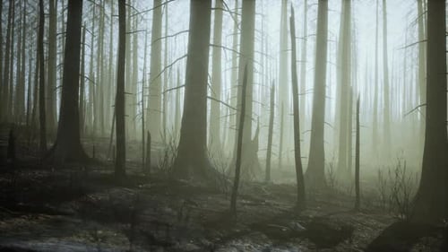 Smoke in Forest Caused By Deforestation