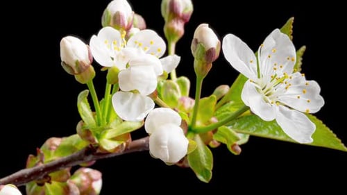 Time Lapse of Blooming Cherry Flowers
