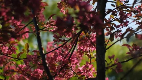 Tree with vibrant color of pink flowers and red leaves swaying in wind, slow motion
