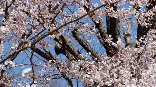 Cherry flowers in small clusters on a cherry tree branch.
