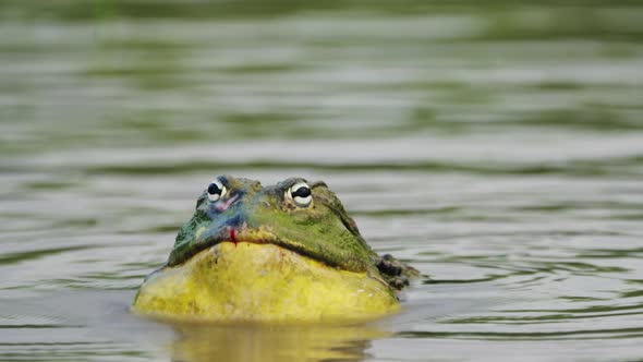 Male African Giant Bullfrog Calling In A Pond In Central Kalahari Game ...