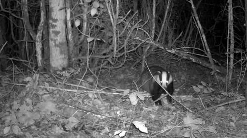 Europäischer Dachs (Meles meles) untersucht nachts Duftspuren im Wald. Estland.