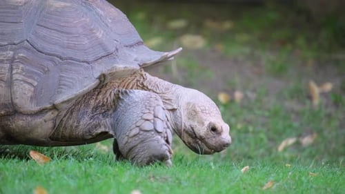 A Large Turtle Walks Across the Lawn and Eats Grass