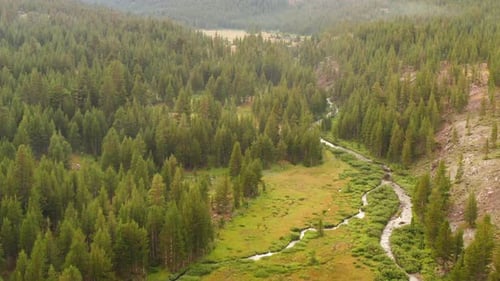 Aerial Close View of Pine Forest In Valley With River Stream Running Through