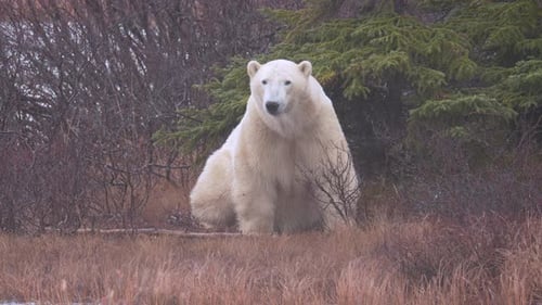 Slow motion polar bear waits for the winter freeze and stares at the camera amongst the sub-arctic
