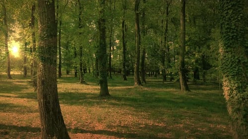 Smooth And Calm Flying Slider Cinematic Forest Epic Golden Hour 4k