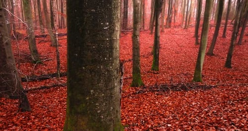 View from inside red autumn forest with leaves and trees.